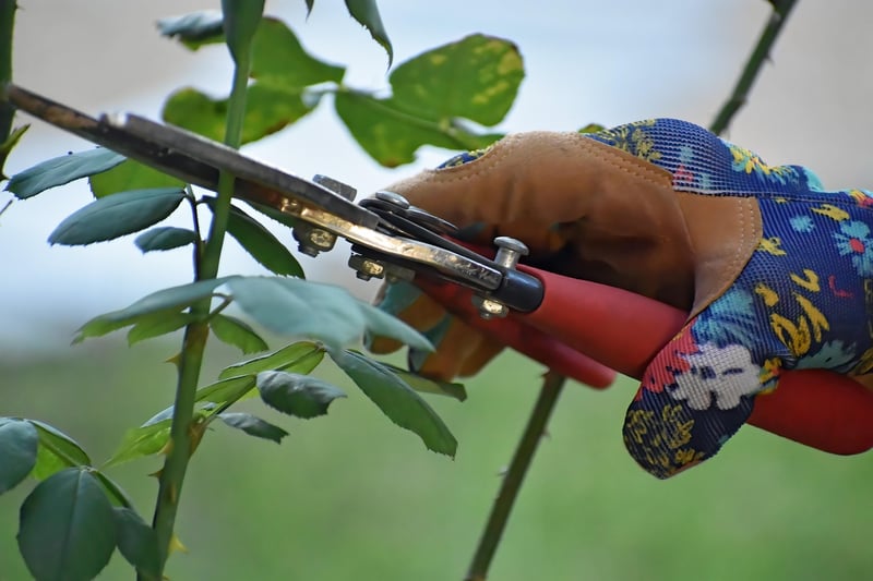 Pruning techniques