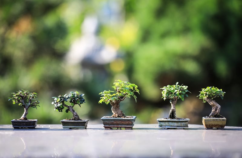 Urban Gardening Kit