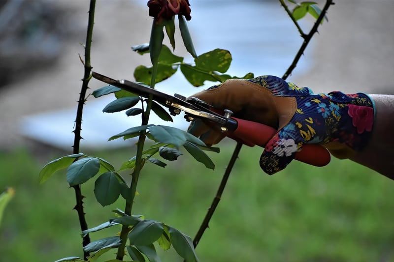 Pruning Shears